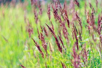 dry field grass background, bokeh