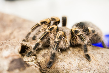 spider