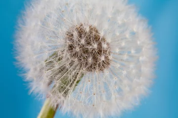 Foto op Plexiglas Dandelion, blowball, taraxacum macro view. © besjunior