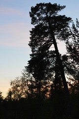 силуэт могучей сосны на фоне вечернего неба © nikpul