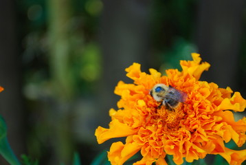 Pszczoła na kwiatku