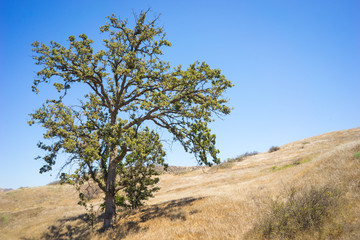 Fototapeta na wymiar Dry Oak in California Drought
