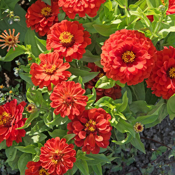 Zinien - Zinnia