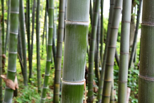 竹林／山形県の庄内平野で竹林を撮影した写真です。