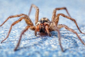 Wolf spider on marble deck