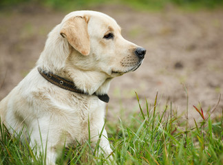 Beautiful labrador sitting in a grass
