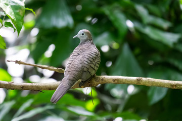 Grey bird perched on a branch.