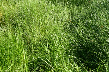 зелёная трава.