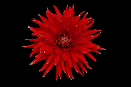 Fototapeta Dahlia flower, black background isolated. Macro.  Red.    