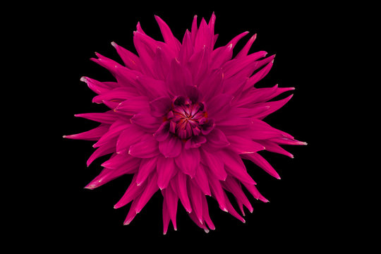 Dahlia flower, black background isolated. Macro.  Pink, red.


