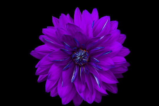 Dahlia flower, black background isolated. Macro.  Lilac,  blue.

