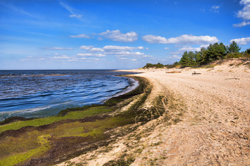 Fototapeta na wymiar Baltic beach covered with rotten algae. Baltic sea coast, Saulkrasti, Latvia