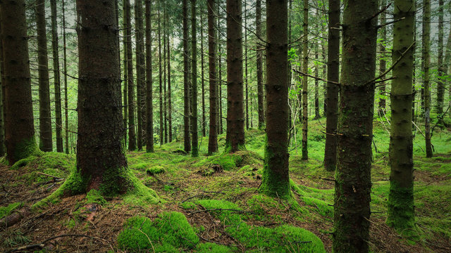 Forêt norvègienne