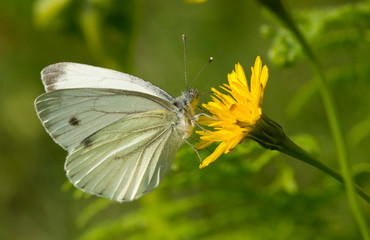 The butterfly and the dandelion flower