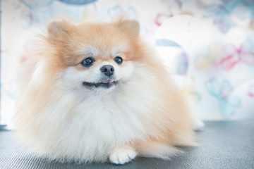 cute brown pomeranian dog