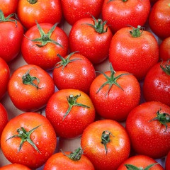 Fresh tomatoes in drops of dew as a background