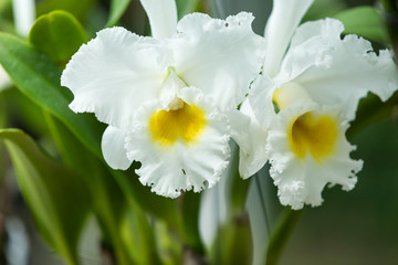 Branch of white orchid on green background.