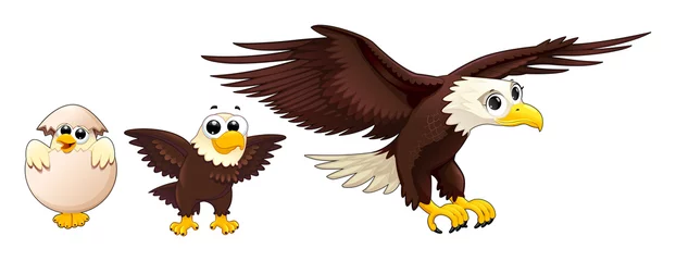 Selbstklebende Fototapeten Entwicklung des Adlers in verschiedenen Altersstufen © ddraw