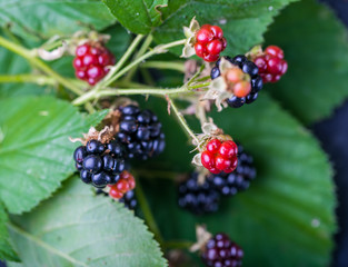 Blackberry with leaves