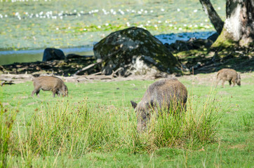 Wild boars family looking for food