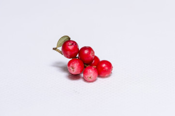 cranberries on a branch on a white background
