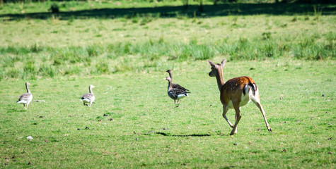 Red dear run with canadian geese
