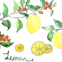 Watercolor vector background fresh lemon branches with flowers