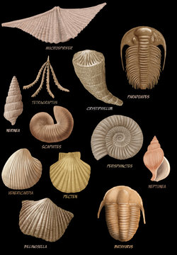 fossils