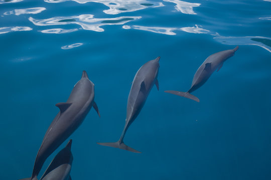 Paesaggi della polinesia