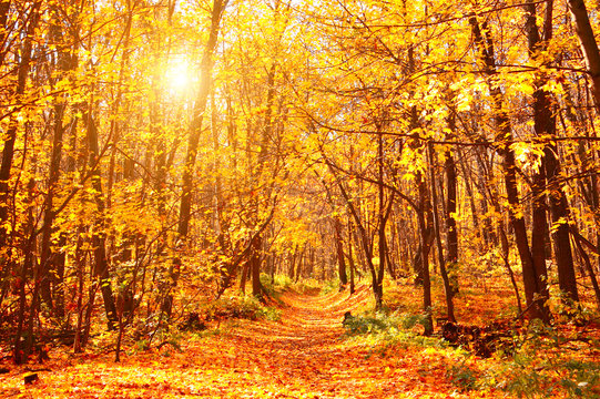 Fototapeta Road in autumn forest