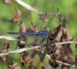 Blue insect