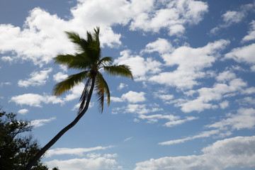 Fototapeta na wymiar Paesaggi della Polinesia