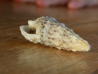 Shell on table