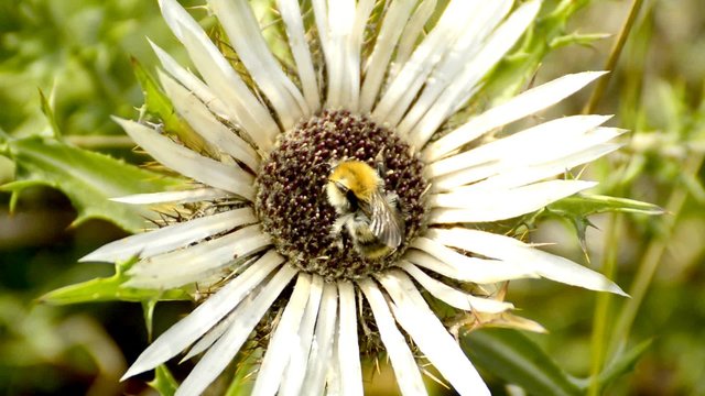 Silberdistel mit Hummel