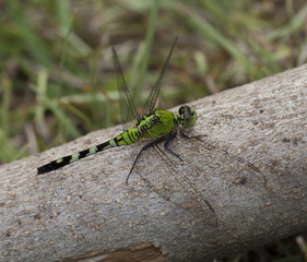 Dragonfly on a log