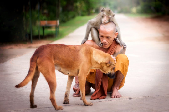 Buddhist monk have compassion for Dog and Monkey.