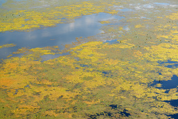  leaves are blooming water lilies and algae on the river