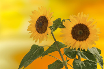 Obraz premium Sonnenblume, Helianthus annuus, gehört zur Familie der Korbblütler.