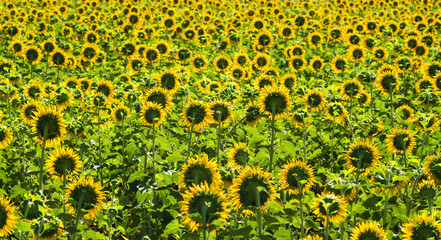 sunflowers in backlight