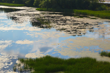  leaves are blooming water lilies and algae on the river