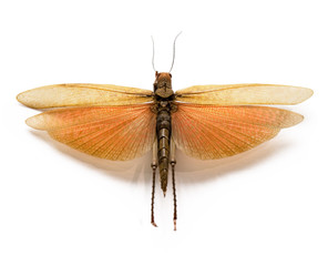 The adult locust on a white background.