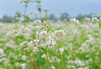 Buckwheat blossom