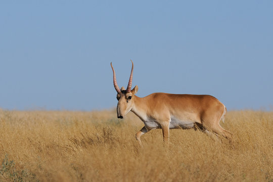 Fototapeta Critically endangered wild Saiga antelope (Saiga tartarica, male) in morning steppe. Federal nature reserve Mekletinskii, Kalmykia, Russia, August, 2015