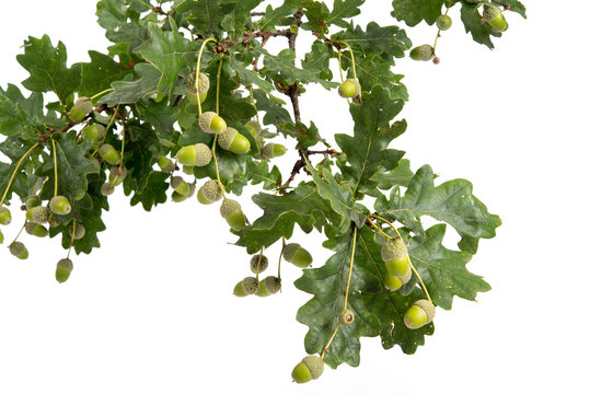 Zweig einer Stieleiche