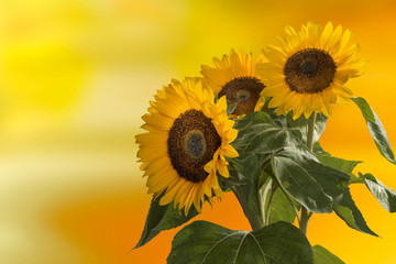 Sonnenblume, Helianthus annuus, gehört zur Familie der Korbblütler.