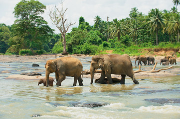 Elephant family cross river in Pinnawala, Sri Lanka.