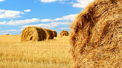 Sheaves of hay in the rural field © Georgy Dzyura