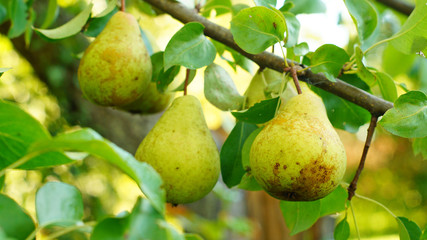 Pears on the branch
