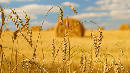 Spikelets of wheat with a hay bales on the background