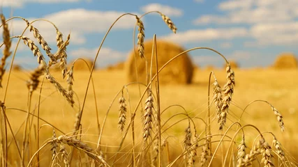 Fotobehang Oranje Spikelets of wheat with a hay bales on the background  © Georgy Dzyura